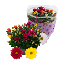 Chrysant carnaval in pot